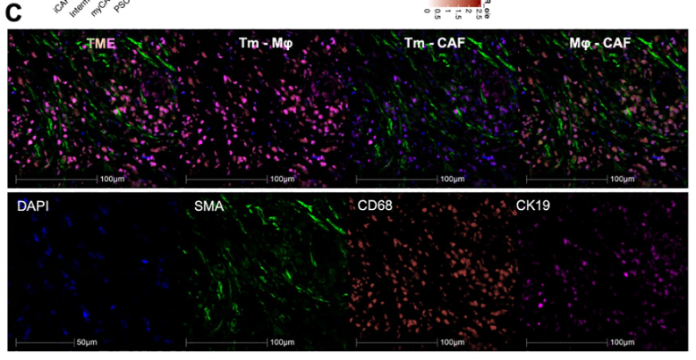 alpha-SMA Antibody - Figure 5.