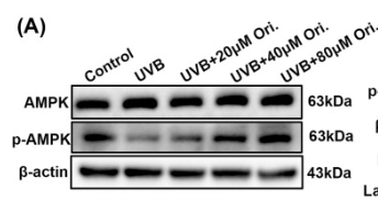 Phospho-AMPK alpha (Thr172) Antibody - Fig.