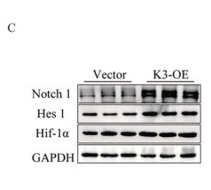HIF1 alpha Mouse monoclonal Antibody - FIGURE 5.