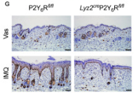 P2RY6 Antibody - Figure 4.