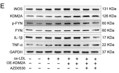 TNF alpha Antibody - Figure 8.
