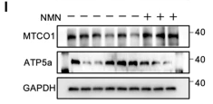ATP5A1 Antibody - Fig.
