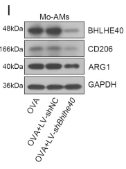MRC1/CD206 Antibody - Fig.