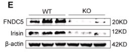 FNDC5 Antibody - Fig.