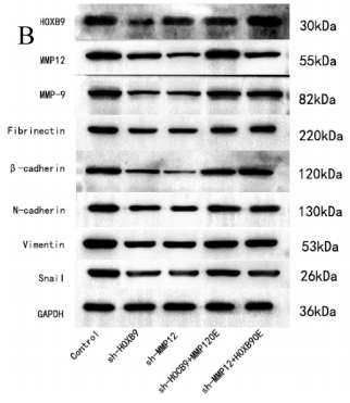 SNAIL Antibody - Fig.