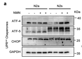 DDIT3/CHOP Antibody - Fig.