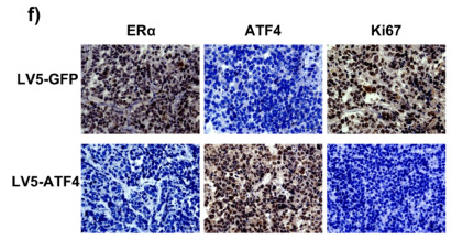 Ki67 Antibody - Fig.