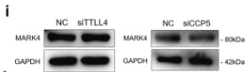 MARK4 Antibody - Fig.