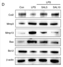 Collagen II Antibody - Figure 3.