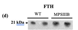 FTH1 Antibody - Figure 1.