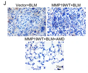 MMP19 Antibody - Fig.