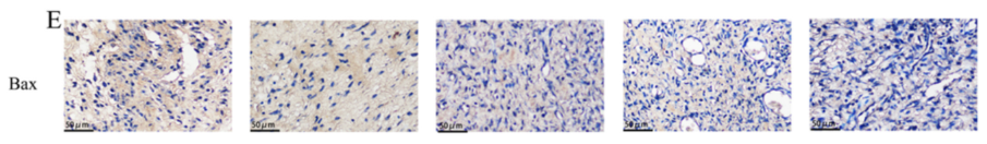 Bax Antibody - Fig.