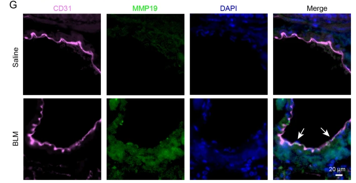 MMP19 Antibody - Fig.