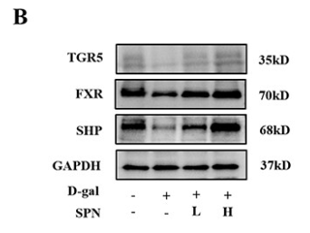 SHP1 Antibody - Figure 8 SPN enhanced TGR5 and FXR expression in the D-gal-induced mice.