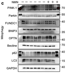 FUNDC1 Antibody - Fig.