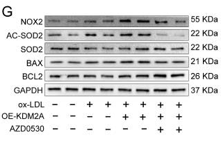 Bax Antibody - Figure 8.