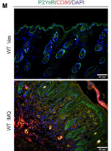 P2RY6 Antibody - Figure 1.