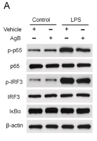 IKB alpha Antibody - Fig.