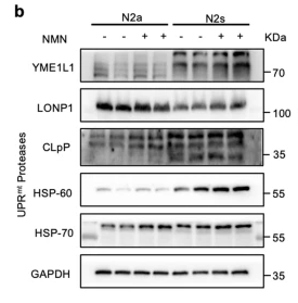 YME1L1 Antibody - Fig.