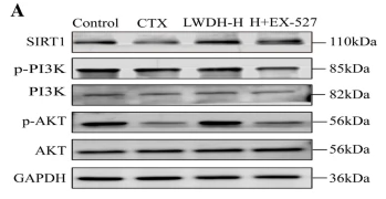 PI3K p85 alpha Antibody - Fig.