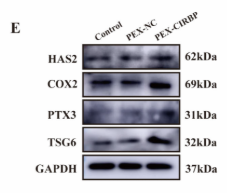 Cox2 Antibody - Figure 3.