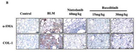 alpha-SMA Antibody - Fig.