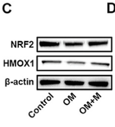 SMN1 Antibody - Figure 5 Morusin alleviates the senescence of VICs through CCND1/Nrf2 pathway.