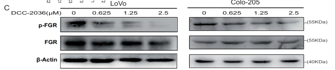 FGR Antibody - Fig.