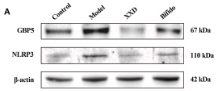NLRP3 Antibody - Fig.