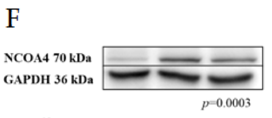 NPDC1 Antibody - Figure 2.
