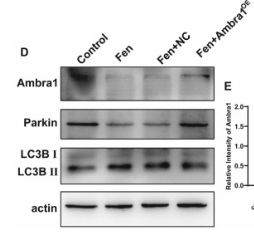 Parkin Antibody - Fig.