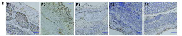 PI3K p85 alpha Antibody - Figure 4.