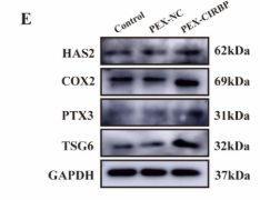 TSG6 Antibody - Figure 3.