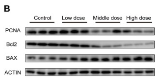 Bcl-2 Antibody - Fig.
