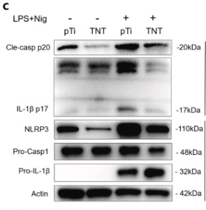 NLRP3 Antibody - Fig.