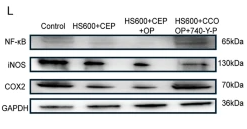 iNOS Antibody - Fig.
