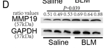 MMP19 Antibody - Fig.