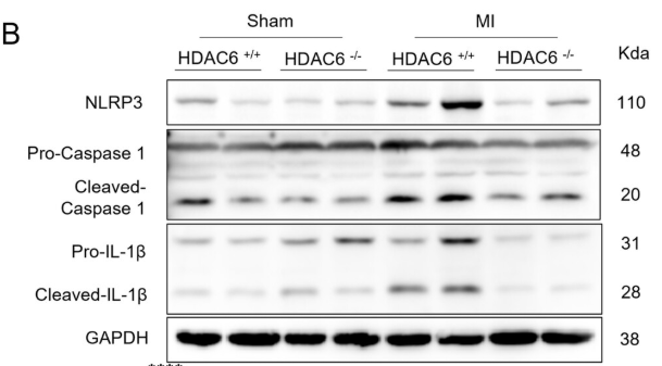 Cleaved-Caspase 1 (Asp296), p20 Antibody - FIGURE 3 HDAC6 deficiency alleviates oxidative stress and inflammation in the LA post-MI.