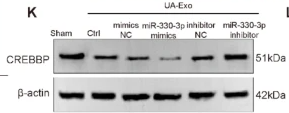 CREB-BP Antibody - Fig.