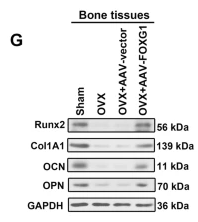Collagen I Antibody - Fig.