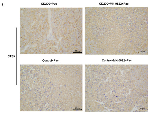 CTSK Antibody - Fig.