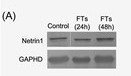 Netrin-1 Antibody - Fig.