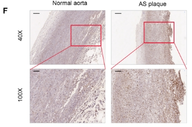 CCL14 Antibody - Figure 1.