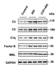 C5 Antibody - Figure 3.