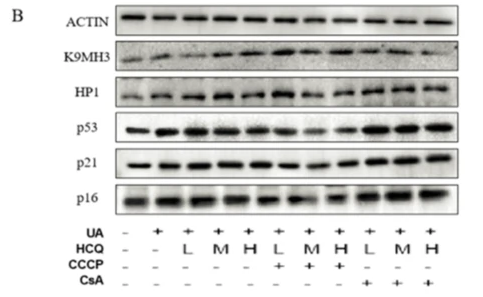 Tri-Methyl-Histone H3 (Lys9)/H3K9me3 Antibody - Fig.
