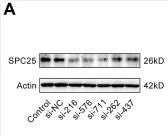 SPC25 Antibody - Figure 3.