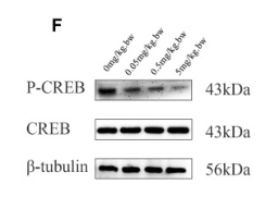 CREB Antibody - Fig.