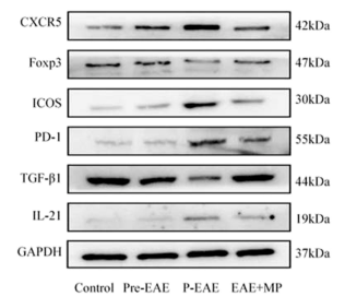 IL21 Antibody - Fig.