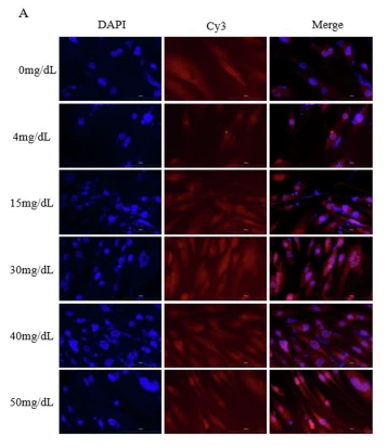 LC3A/B Antibody - Fig.