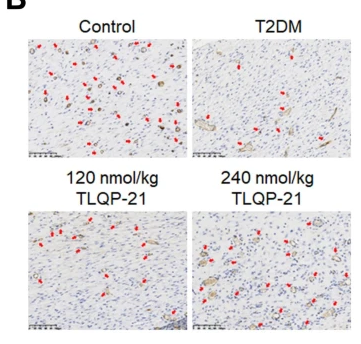 CD31 Antibody - Fig.
